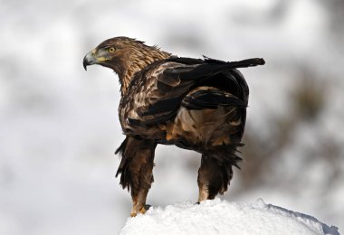 Karda görkemli bir altın kartal