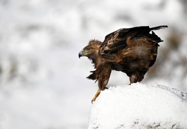 Karda görkemli bir altın kartal