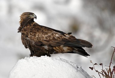 Karda görkemli bir altın kartal