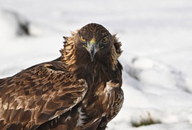 Karda görkemli bir altın kartal