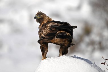 Karda görkemli bir altın kartal