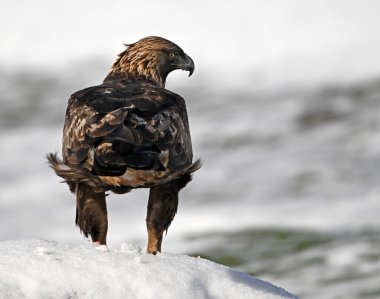 Karda görkemli bir altın kartal