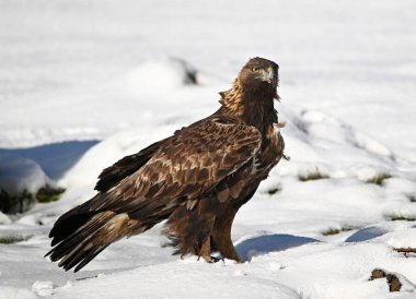 Karda görkemli bir altın kartal