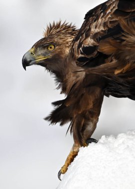 Karda görkemli bir altın kartal