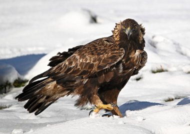 Karda görkemli bir altın kartal