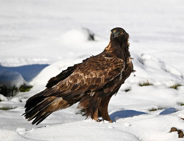 Karda görkemli bir altın kartal