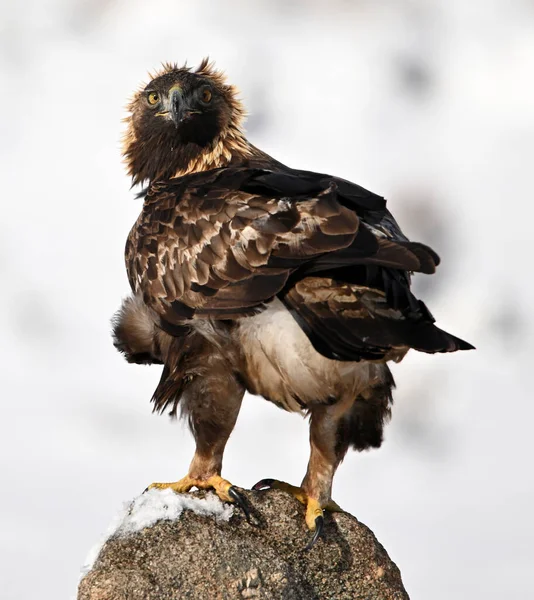 Karda görkemli bir altın kartal