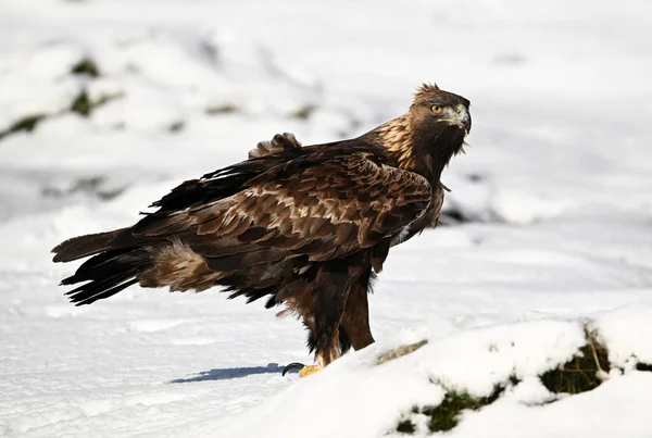 Karda görkemli bir altın kartal