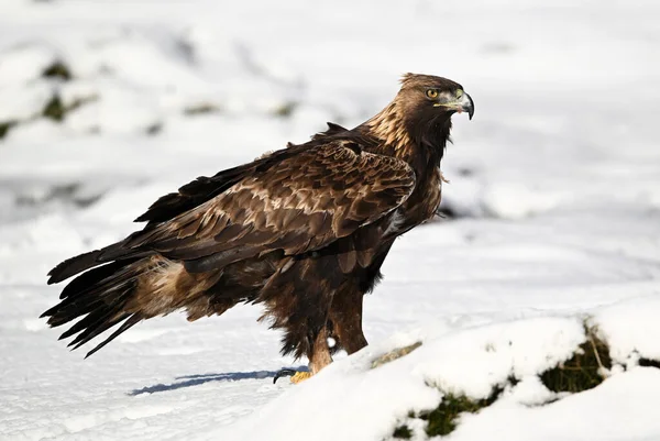 Karda görkemli bir altın kartal
