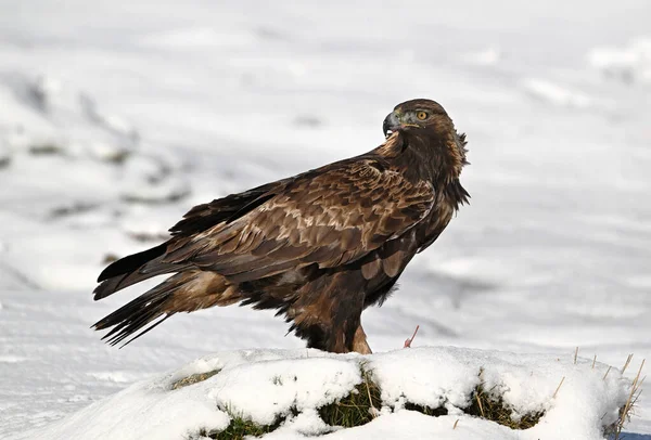 Karda görkemli bir altın kartal