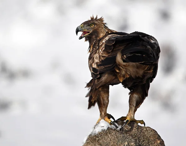 Karda görkemli bir altın kartal