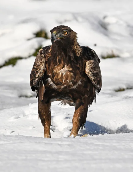 Karda görkemli bir altın kartal