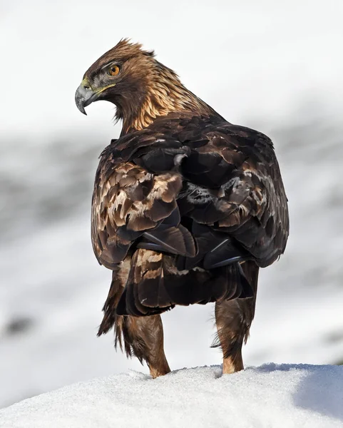 Karda görkemli bir altın kartal