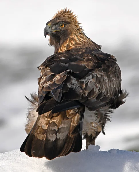 Karda görkemli bir altın kartal