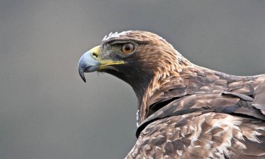 İspanya 'daki dağda güçlü bir altın kartal (aquila chrysaetos)