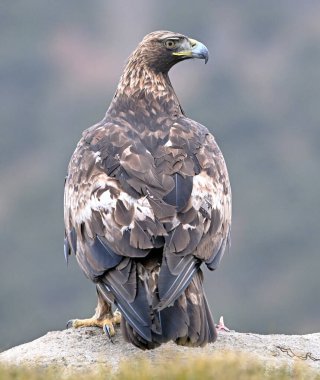 İspanya 'daki dağda güçlü bir altın kartal (aquila chrysaetos)
