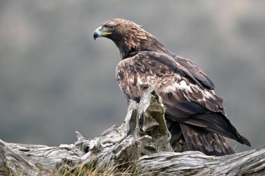 İspanya 'daki dağda güçlü bir altın kartal (aquila chrysaetos)