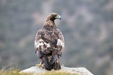 a powerful golden eagle (aquila chrysaetos) in the mountain on spain