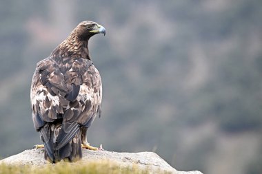 İspanya 'daki dağda güçlü bir altın kartal (aquila chrysaetos)