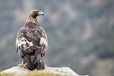 İspanya 'daki dağda güçlü bir altın kartal (aquila chrysaetos)
