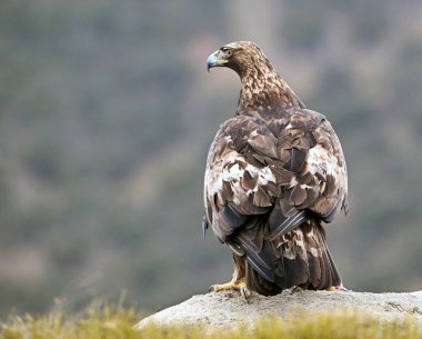 İspanya 'daki dağda güçlü bir altın kartal (aquila chrysaetos)
