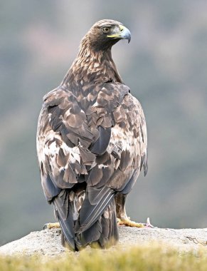 İspanya 'daki dağda güçlü bir altın kartal (aquila chrysaetos)