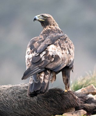 İspanya 'daki dağda görkemli bir altın kartal