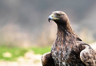 İspanya 'daki dağda görkemli bir altın kartal