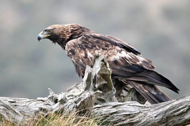 İspanya 'daki dağda görkemli bir altın kartal