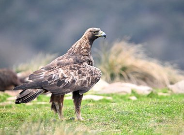 İspanya 'daki dağda görkemli bir altın kartal