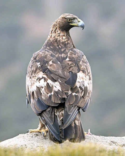 İspanya 'daki dağda güçlü bir altın kartal (aquila chrysaetos)
