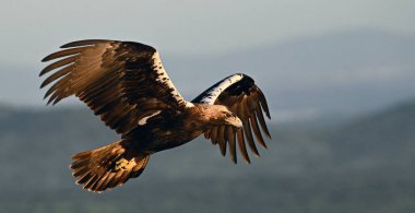 İmparatorluk Kartalı (aquila adalberti) İspanya 'da uçuyor