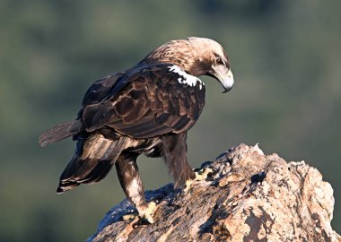 İmparatorluk Kartalı (aquila adalberti) İspanya 'da uçuyor