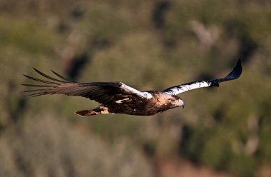 İmparatorluk Kartalı (aquila adalberti) İspanya 'da uçuyor