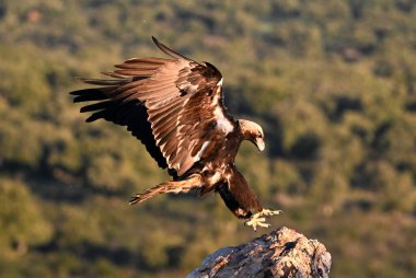 İmparatorluk Kartalı (aquila adalberti) İspanya 'da uçuyor