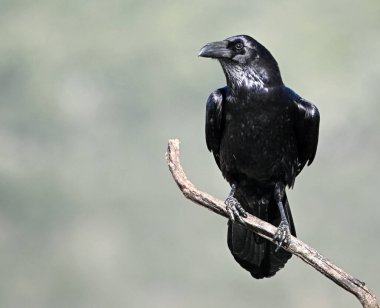 Bir kayanın üzerine tünemiş kocaman siyah bir karga.