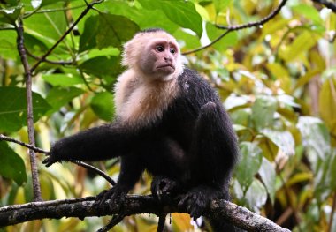 Kosta Rika ormanında ciddi bir kapuçin maymunu.
