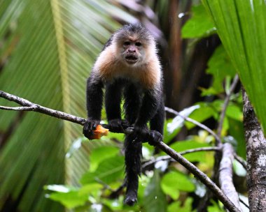 Kosta Rika ormanında ciddi bir kapuçin maymunu.