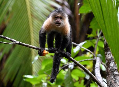 Kosta Rika ormanında ciddi bir kapuçin maymunu.