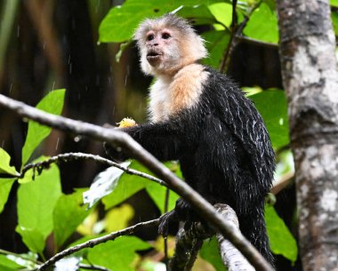 Kosta Rika ormanında ciddi bir kapuçin maymunu.