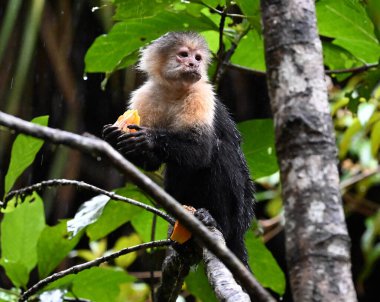 Kosta Rika ormanında ciddi bir kapuçin maymunu.