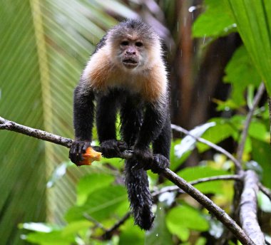 Kosta Rika ormanında ciddi bir kapuçin maymunu.