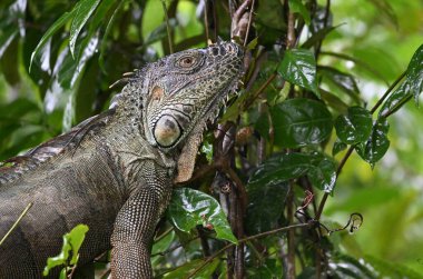 Kosta Rika 'da bulut ormanında güzel bir iguana.