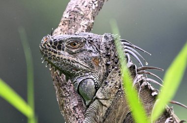 Kosta Rika 'da bulut ormanında güzel bir iguana.