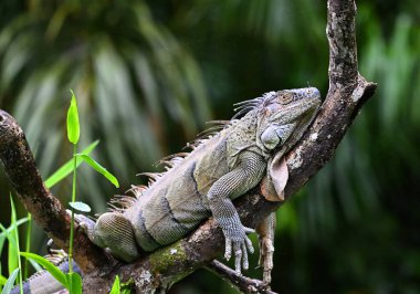 Kosta Rika 'da bulut ormanında güzel bir iguana.