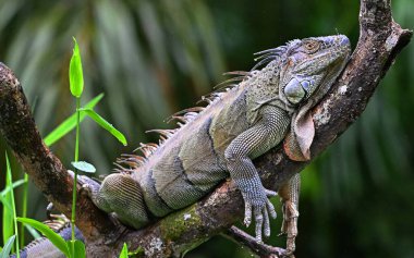 Kosta Rika 'da bulut ormanında güzel bir iguana.