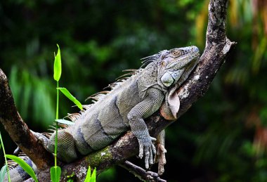 Kosta Rika 'da bulut ormanında güzel bir iguana.