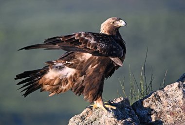 Dağdaki güçlü bir altın kartal (aquila chrysaetos)