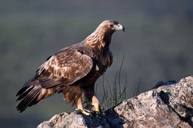 Dağdaki güçlü bir altın kartal (aquila chrysaetos)