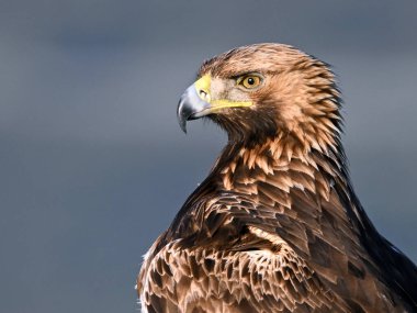 Kayaya tünemiş görkemli bir altın kartal.